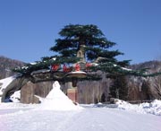 阳明天气预报7天